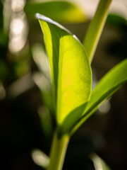 Close-up of young sprouts among the bright green leaves of the home plant zamioculcas in the morning sun