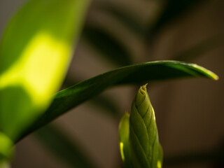 Close-up of young sprouts among the bright green leaves of the home plant zamioculcas in the morning sun