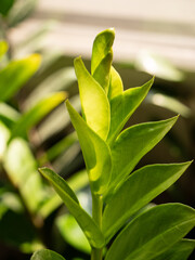 Close-up of young sprouts among the bright green leaves of the home plant zamioculcas in the morning sun