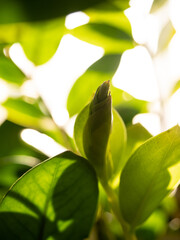 Close-up of young sprouts among the bright green leaves of the home plant zamioculcas in the morning sun