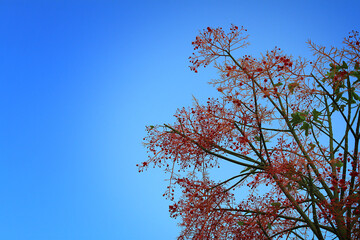 Red Tree against Blue Sky