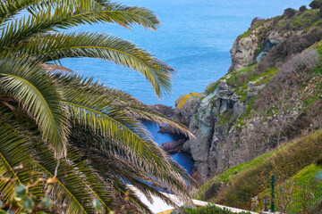 Fototapeta na wymiar Close up palm trees near the cliff with an ocean view in the back ground.