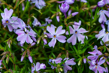 Obraz premium Blooming purple flowers phlox, close-up in the garden.