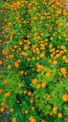 Bundles of yellow flowers bloom in the garden in the evening.