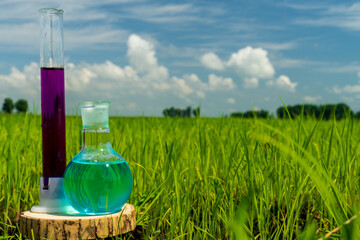 Image of a glass flask with a chemical solution on the background of young rice shoots. Glass bulb. Agrochemical solution. Chemical agent. Fertilizer. Plant protection.