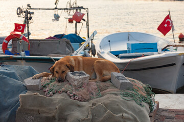 Street dog sleeps on nets cast up on the seaside in a fishing village called Foca, Turkey. Boats are visible in the background and have Turkish flag. Dog resting at fishermans wharf over the nets.