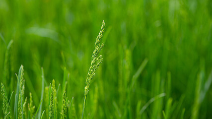 Spikelet of a plant on a blurred green grass background.