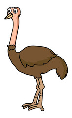 An ostrich standing stock illustration
