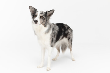 A Border Collie dog stands on a white background and looks looking ahead. The dog is colored in shades of white and black and has long and delicate hair. An excellent herding dog.