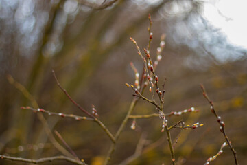 Small buds in the trees waiting for spring to bear the fruits of spring.