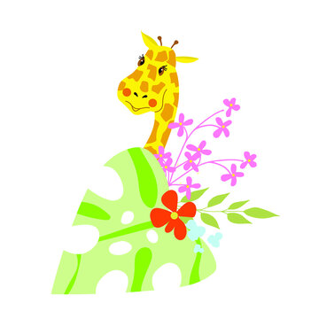 Yellow giraffe behind monstera leaf with tropical flowers. Vector illustration.