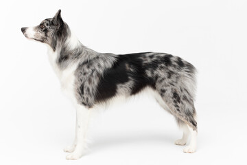 A Border Collie dog stands on a white background and looks looking ahead. The dog is colored in shades of white and black and has long and delicate hair. An excellent herding dog.