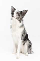 Sitting on a white background is a thoroughbred Border Collie with a full pedigree. The dog is colored in shades of white and black and has long and delicate hair. An excellent herding dog.