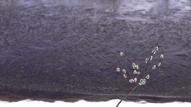 Spring has come. Pond is freed from ice (night frosts, young shore ice and newly formed ice, black ice on open water), willow has opened its buds (catkins). Phenology of spring for earth watchers
