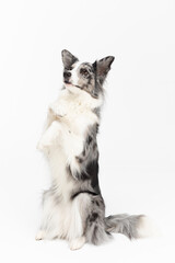 The Border Collie sat up and raised its front paws as if asking for a treat. The dog is colored in...