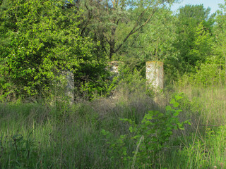 old brick ruins in green bushes