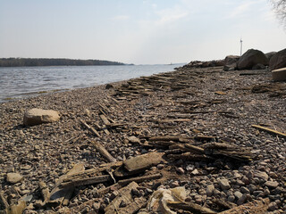 driftwoods on the beach