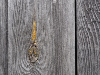 Dark natural background. A gray faded wooden board with a pattern of annual rings. Bough with...