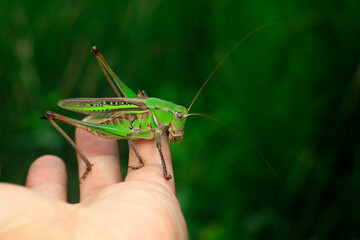 Katydids are in the hands of human beings, man and nature