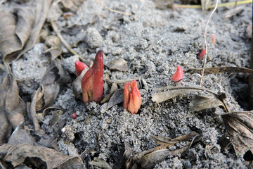 A sprouting peony in spring