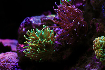 Coral in Motion - Euphyllia Torch LPS coral