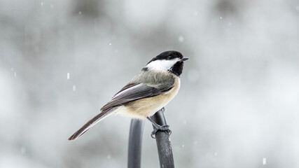black capped chickadee