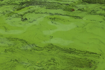 Algae bloom in the river, green pattern.