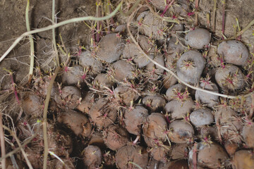 old potatoes with sprouts in the cellar
