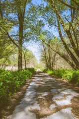 Fototapeta na wymiar spring nature in sunny countryside