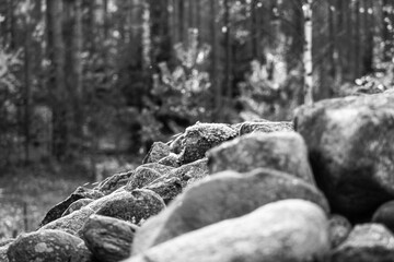 stones in forest black and white