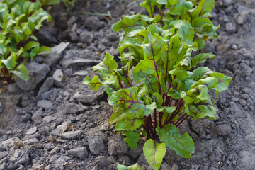 Young beet leaves growth in organic farm.