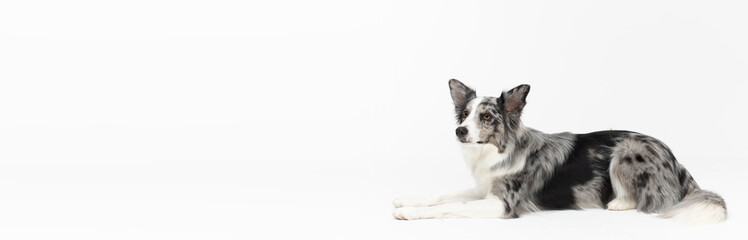 A Border Collie dog is lying obediently on a white background. Side view. The dog is colored in shades of white and black and has long and delicate hair. An excellent herding dog.