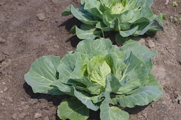 green young cabbage on the vegetable bed