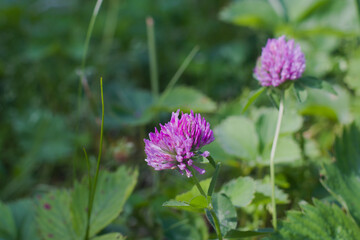 Clover flower in the field close up