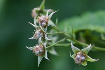 Raspberry bush with unripe berries in the garden.