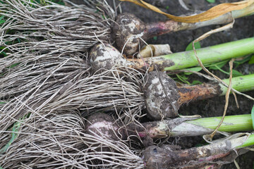A bunch of garlic heads. Harvesting.