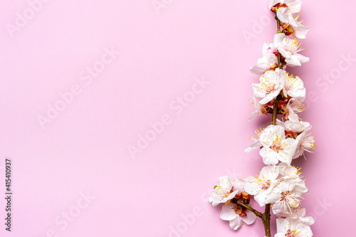 Sprigs of the apricot tree with flowers on pink background. Place for text. The concept of spring came, mother's day, 8 march Top view. Flat lay Hello march, april, may