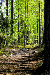 footpath in the green forest