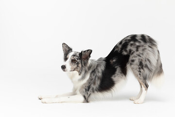 A well-mannered Border Collie dog can bow as a greeting. The dog is colored in shades of white and black and has long and delicate hair. An excellent herding dog.