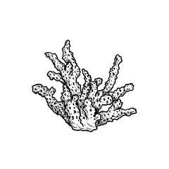 Hand drawn corals. Stylophora corals. Underwater reef element. Vector illustration isolated on white background.