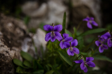 scented purple viola flower