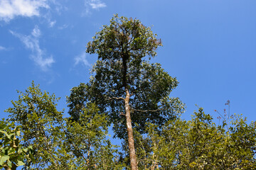 Himalayan Forest with Cloudy Blue Sky