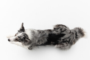 A Border Collie dog is lying on a white background. Top view. The dog is colored in shades of white...