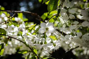 spring blooming flowers on fruit tree and blue sky