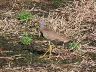 草原を歩く一羽のケリ