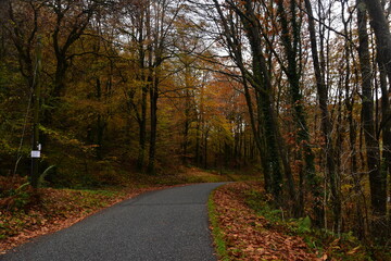 Fototapeta na wymiar autumn road in wales