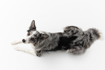 A Border Collie dog is lying on a white background. Top view. The dog is colored in shades of white...