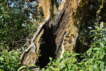 Burnt Tree Trunk Bottom