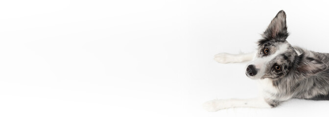 A Border Collie dog is lying on a white background. Top view. The dog is colored in shades of white and black and has long and delicate hair. An excellent herding dog. Panoramic frame.