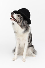 A handsome dog has a black hat on his head. Border Collie dog in shades of white and black, and long and fine hair. An excellent herding dog.